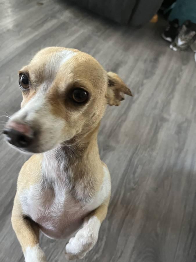 Пропала собака в СНТ Лесная Поляна